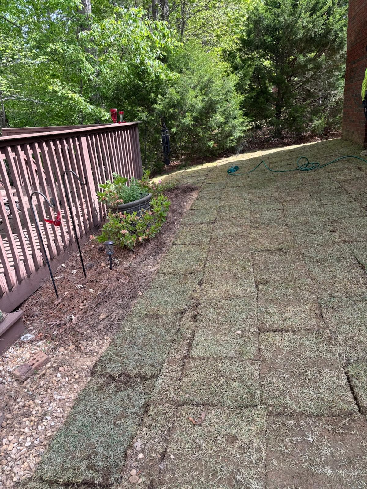 Newly laid grass sod squares in a backyard next to a wooden deck.