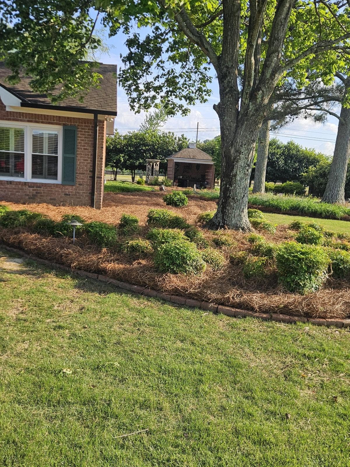 Landscaped garden bed with pine straw mulch, green bushes, and a large tree near house.
