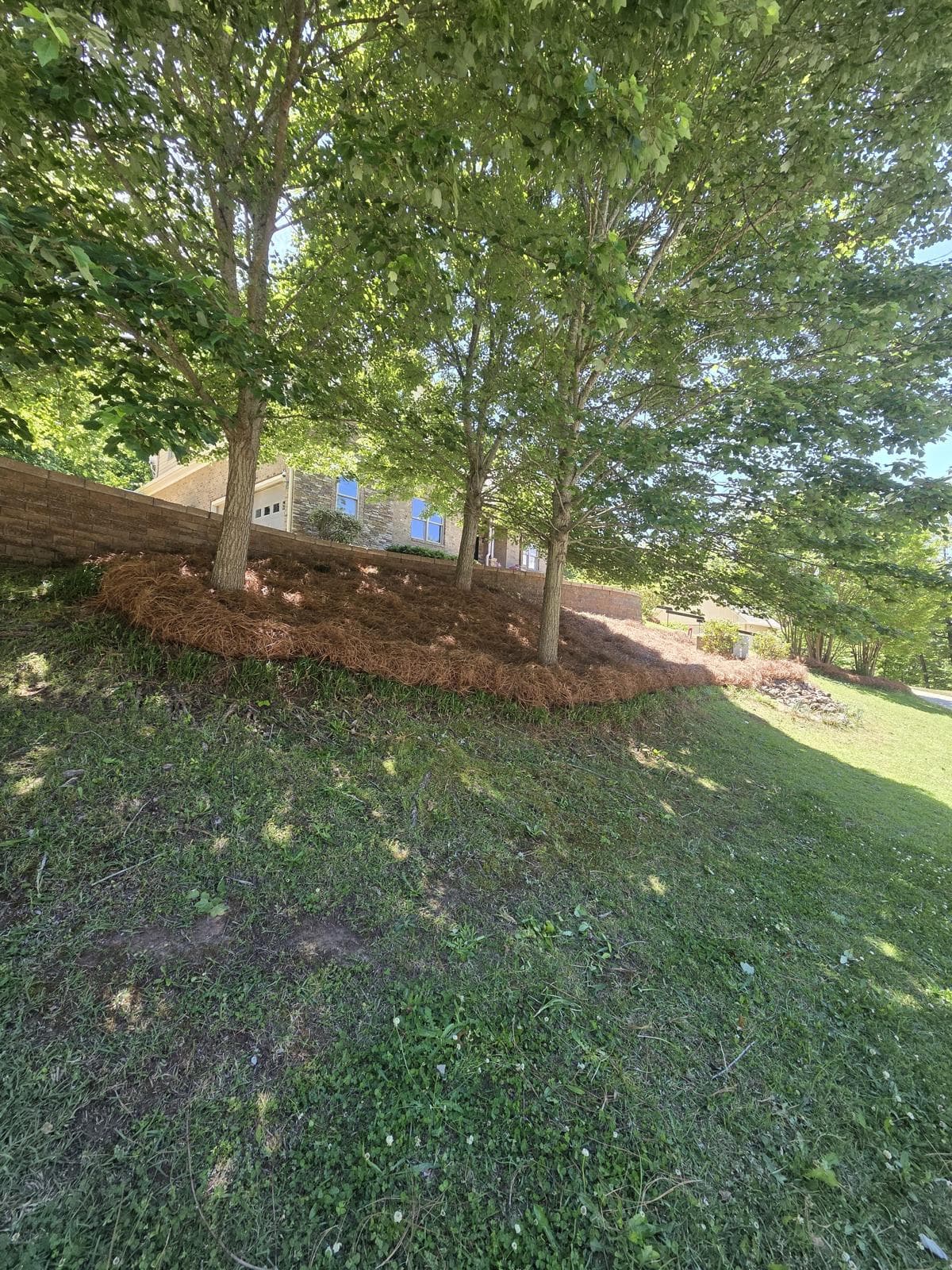 Three trees on a grassy slope with brown pine straw mulch and a stone wall.