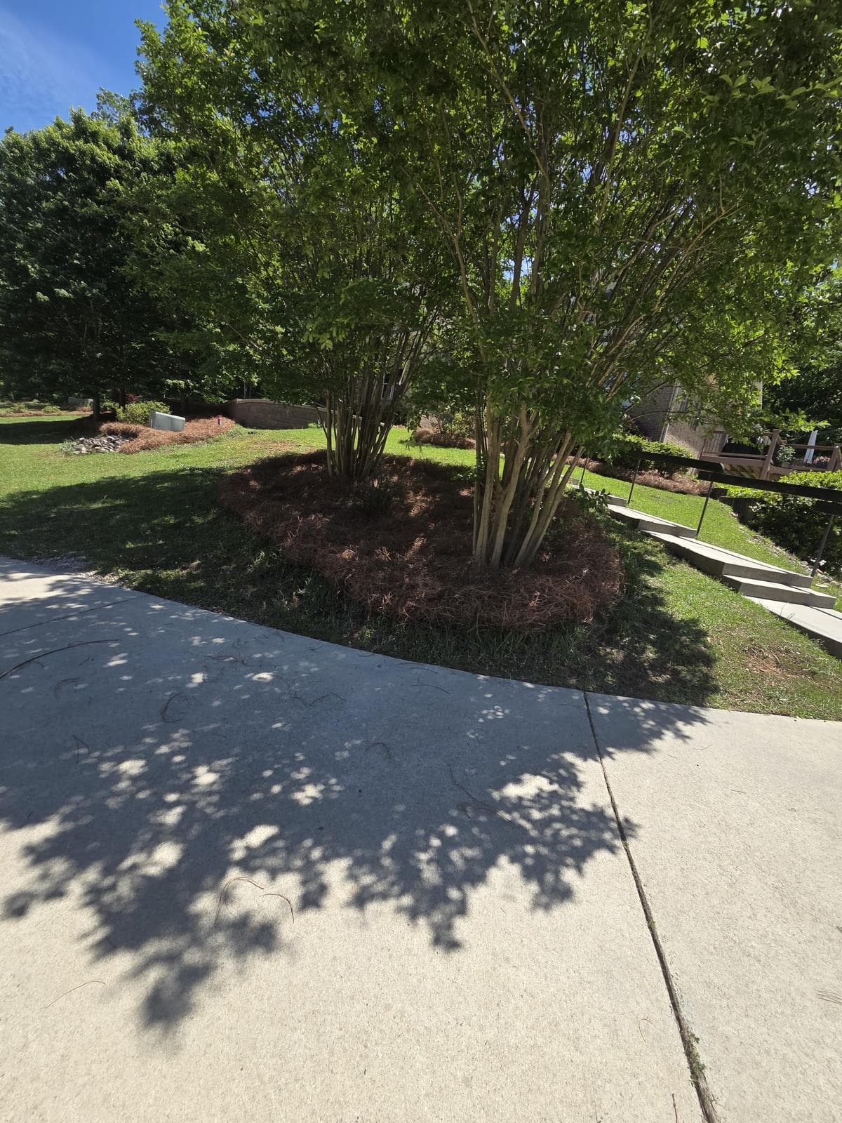 Multi-trunked trees in pine straw mulch beside a concrete driveway and stone garden steps.