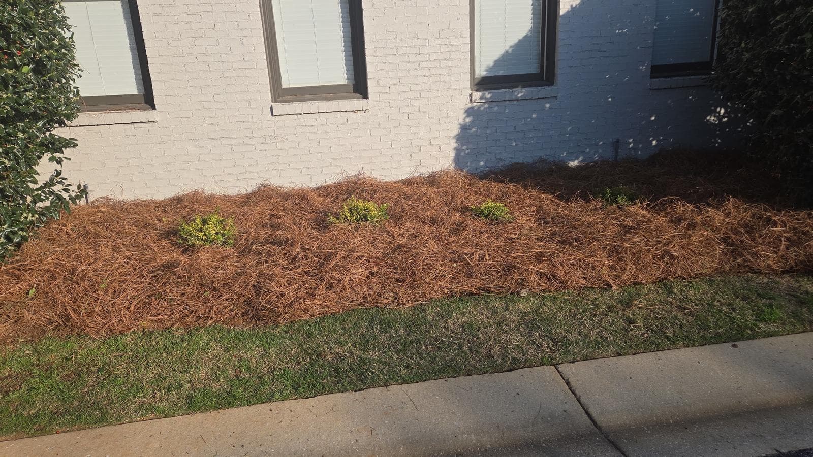 Small green shrubs in pine straw mulch against a white brick wall beside a sidewalk.