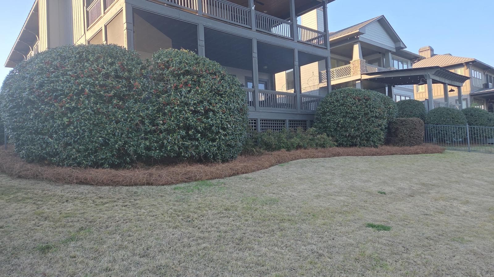 Large rounded holly bushes with red berries in a pine straw bed beside a house.