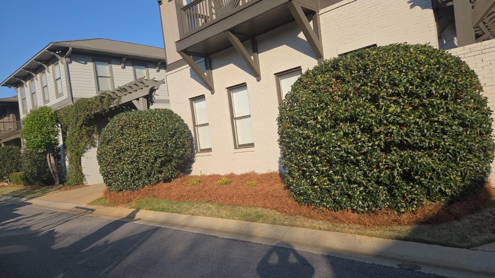 Manicured round bushes and pine straw mulch in front of a white brick building.